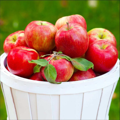 Mar Honeycrisp - Pom Fructifer Anul 3 - Bulbshop