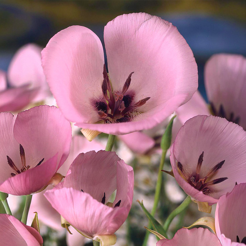 Bulbi Calochortus Cupido (Felinarul Zânei) | BulbShop.ro