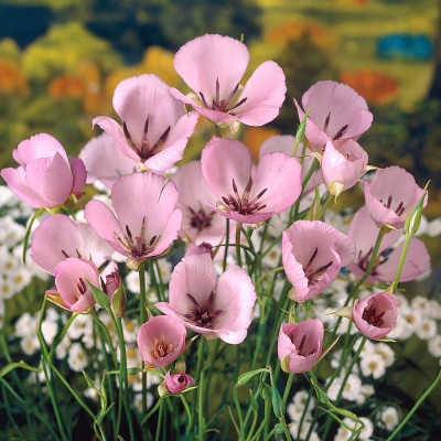 Bulbi Calochortus Cupido (Felinarul Zânei) | BulbShop.ro