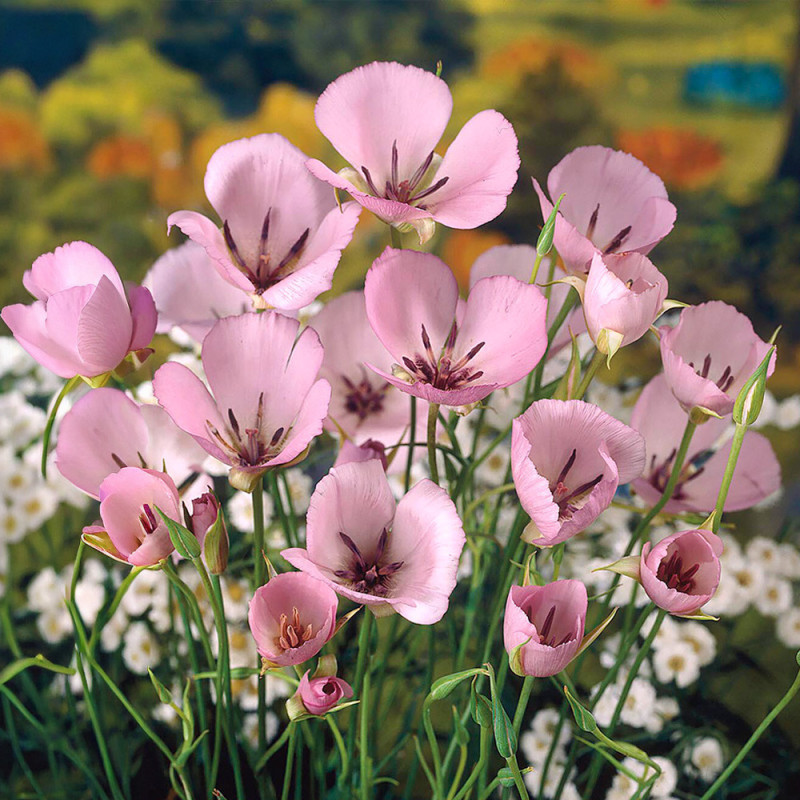 Bulbi Calochortus Cupido (Felinarul Zânei) | BulbShop.ro