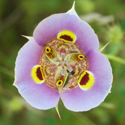 Bulbi Calochortus Superbus | Crin Mariposa Superb | BulbShop.ro
