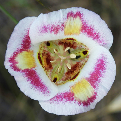 Bulbi Calochortus Venustus | Crin Mariposa | BulbShop.ro
