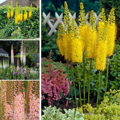 Pachet Eremurus Mix 3 Soiuri (Robustus) | BulbShop.ro