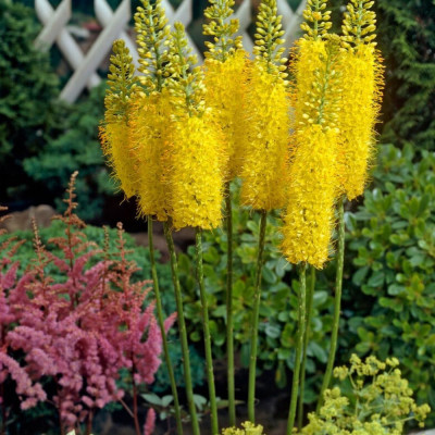 Pachet Eremurus Mix 3 Soiuri (Robustus) | BulbShop.ro
