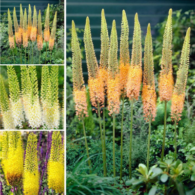 Pachet Bulbi Eremurus Mix 3 Soiuri | Crin de Stepă