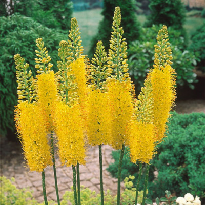 Bulbi Eremurus Bungei (Crin de Stepă) | Galben | BulbShop.ro