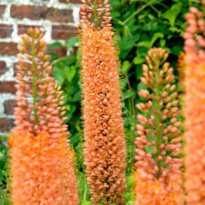 Eremurus Cleopatra | Crin de Stepă Portocaliu | BulbShop.ro