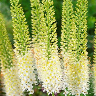 Eremurus Himalaicus | Crin de Stepă Alb Gigant | BulbShop.ro