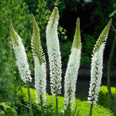 Eremurus Himalaicus | Crin de Stepă Alb Gigant | BulbShop.ro