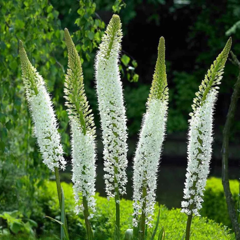 Eremurus Himalaicus | Crin de Stepă Alb Gigant | BulbShop.ro