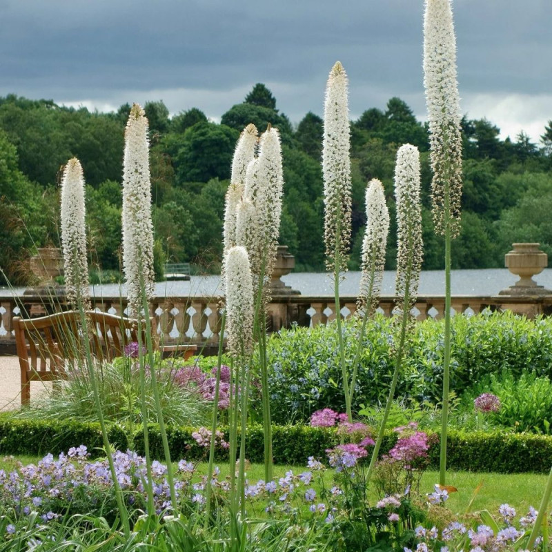 Eremurus Himalaicus | Crin de Stepă Alb Gigant | BulbShop.ro
