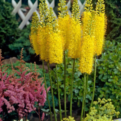 Eremurus Moneymaker | Crin de Stepă Galben | BulbShop.ro