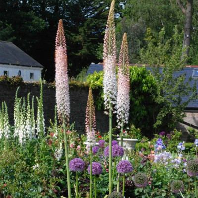 Eremurus Robustus | Crin de Stepă Gigant Roz | BulbShop.ro