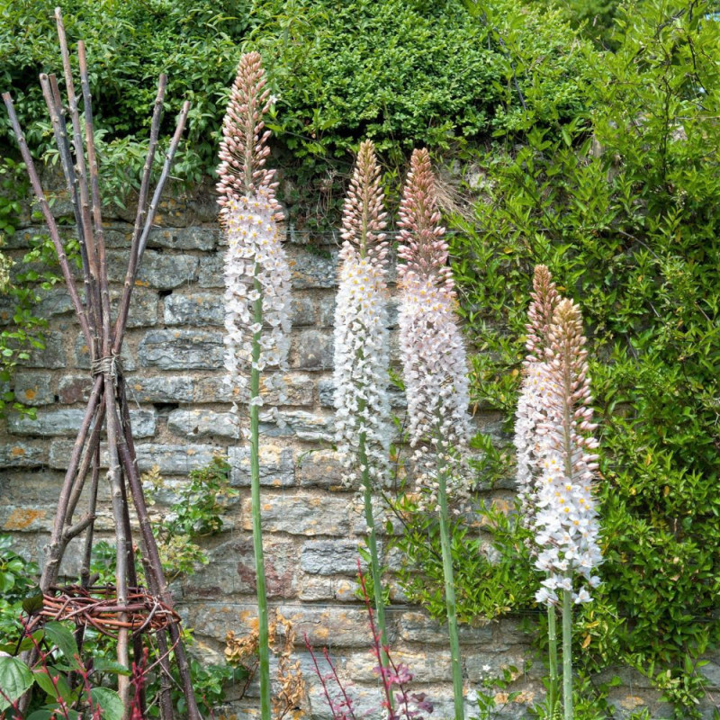 Eremurus Robustus | Crin de Stepă Gigant Roz | BulbShop.ro