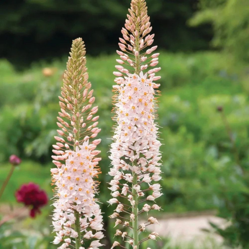 Eremurus Robustus | Crin de Stepă Gigant Roz | BulbShop.ro