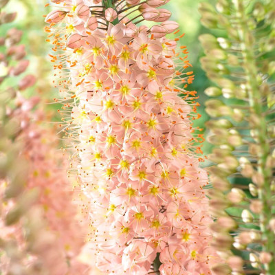 Eremurus Romance | Crin de Stepă Roz-Somon | BulbShop.ro