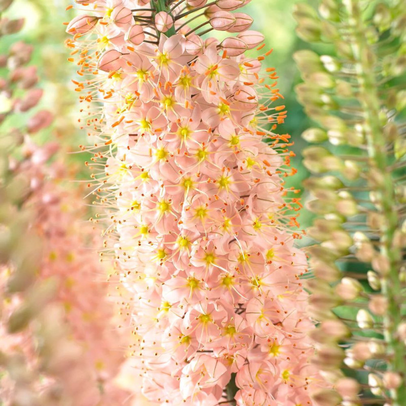 Eremurus Romance | Crin de Stepă Roz-Somon | BulbShop.ro
