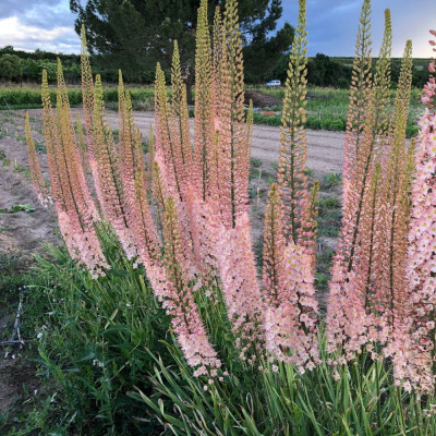 Eremurus Romance | Crin de Stepă Roz-Somon | BulbShop.ro