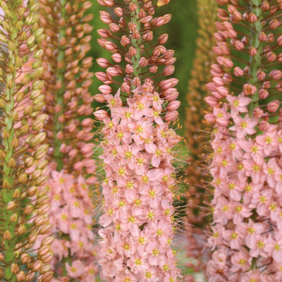 Eremurus Romance | Crin de Stepă Roz-Somon | BulbShop.ro