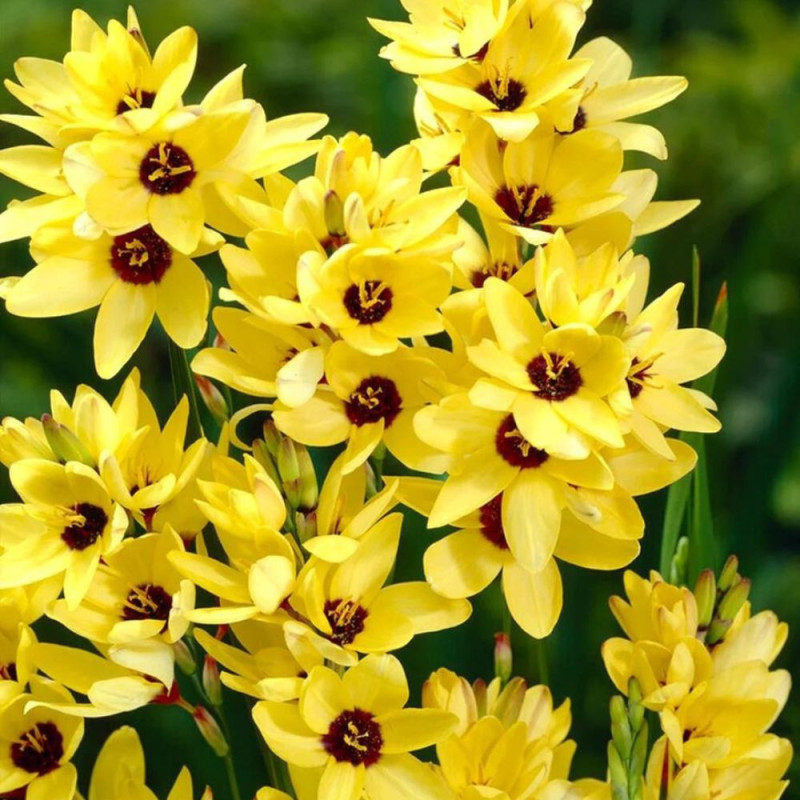 Bulbi Ixia Galbena (Crin de Porumb Galben) | BulbShop.ro