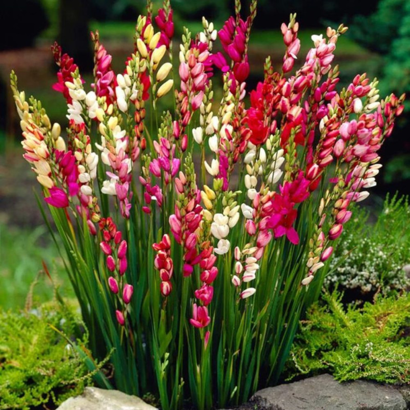Ixia Mix (30 bulbi) | Crin de Porumb | Bulbshop.ro