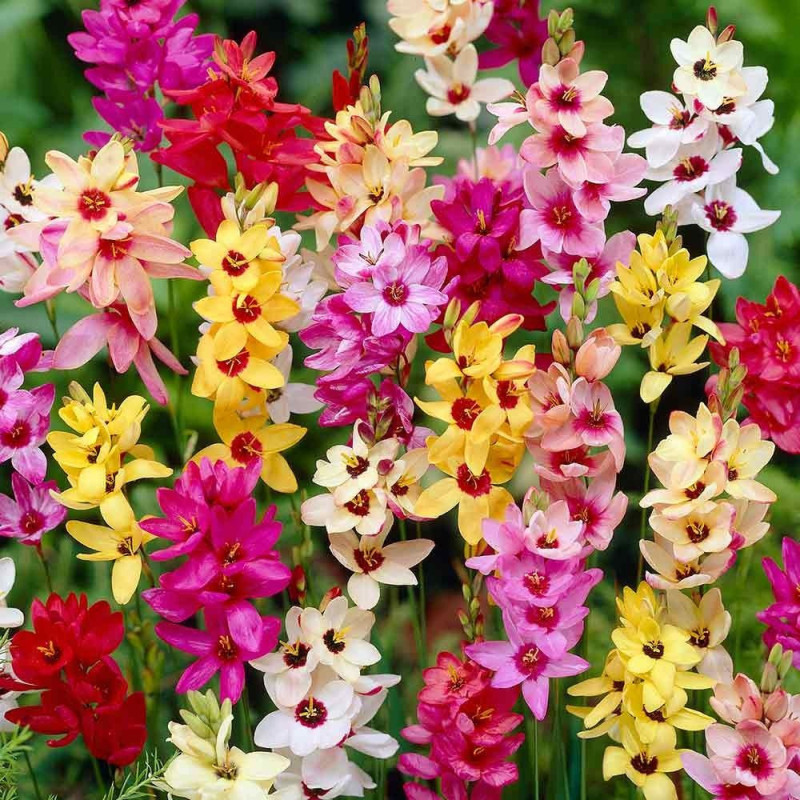 Ixia Mix (30 bulbi) | Crin de Porumb | Bulbshop.ro