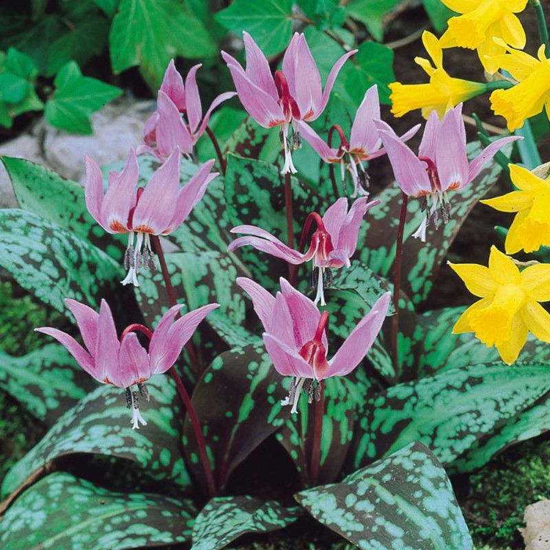 Erythronium Dens Canis (2 bulbi) | Crin de Păstrăv | Bulbshop.ro