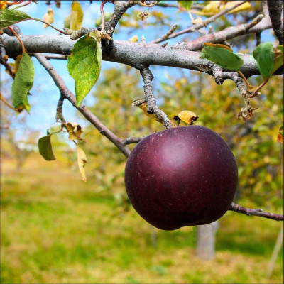 Mar Negru Arkansas - Pom Fructifer Anul 3 - Bulbshop