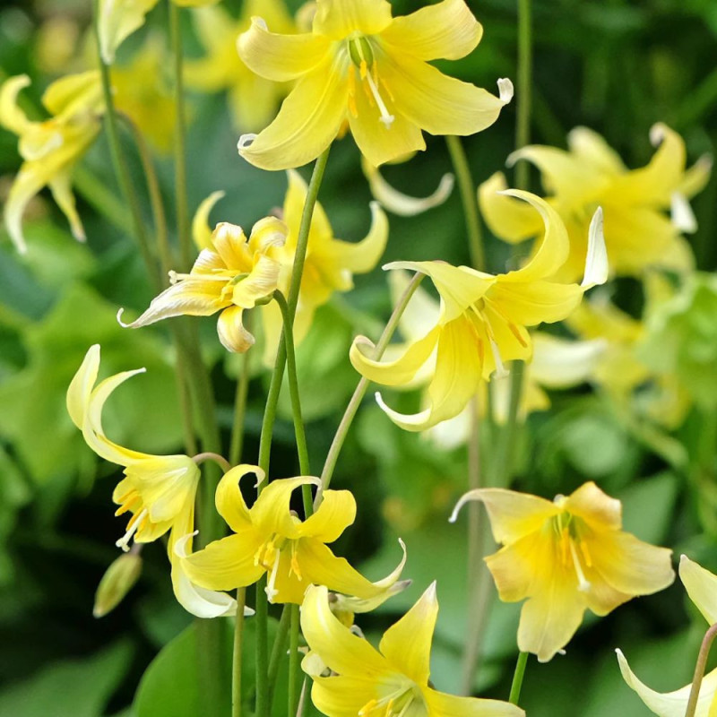 Erythronium Pagoda (2 bulbi) | Crin de Păstrăv Galben | Bulbshop.ro