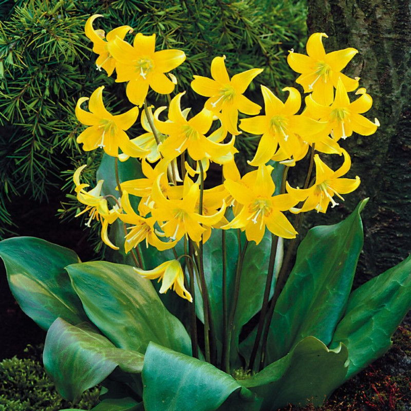 Erythronium Pagoda (2 bulbi) | Crin de Păstrăv Galben | Bulbshop.ro