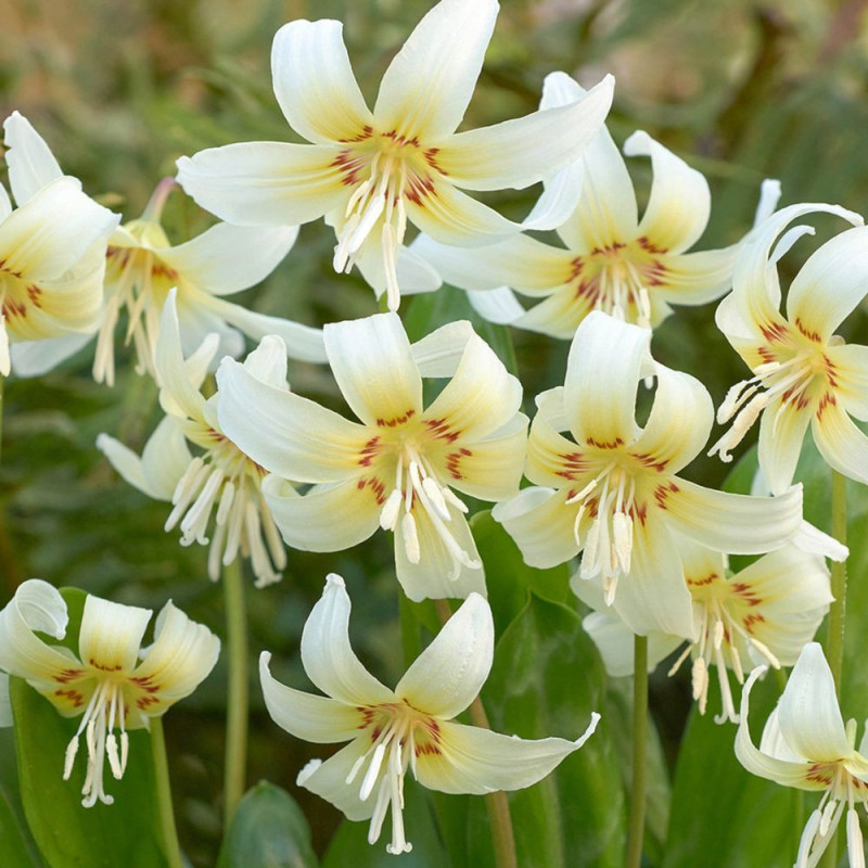 Bulbi Erythronium White Beauty (Crin de Păstrăv) | BulbShop.ro