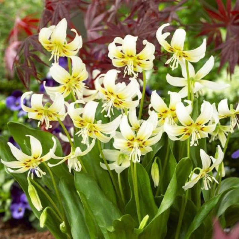 Bulbi Erythronium White Beauty (Crin de Păstrăv) | BulbShop.ro
