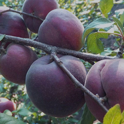 Cais Negru "Black Apricot" anul 3/4 - Pomi Fructiferi
