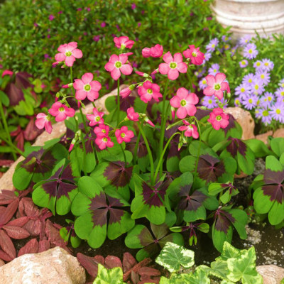 Oxalis Iron Cross - Bulbi Trifoi Ornamental cu 4 Foi