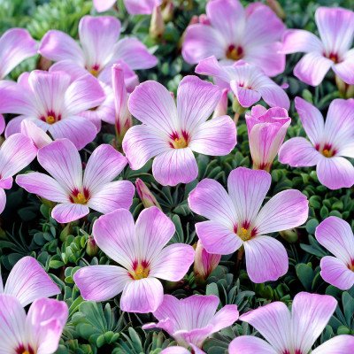 Bulbi Oxalis Adenophylla (Trifoi Argintiu) - 5 buc