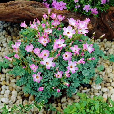 Bulbi Oxalis Adenophylla (Trifoi Argintiu) - 5 buc
