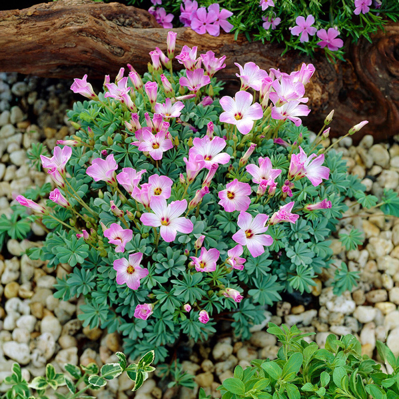 Bulbi Oxalis Adenophylla (Trifoi Argintiu) - 5 buc