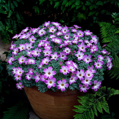 Bulbi Oxalis Adenophylla (Trifoi Argintiu) - 5 buc
