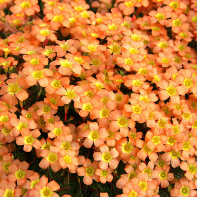 Bulbi Oxalis Massoniana (Trifoi Portocaliu) - 5 buc