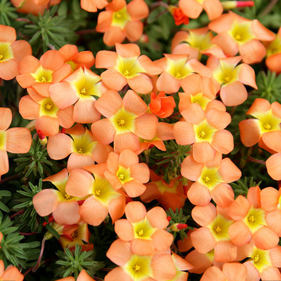 Bulbi Oxalis Massoniana (Trifoi Portocaliu) - 5 buc