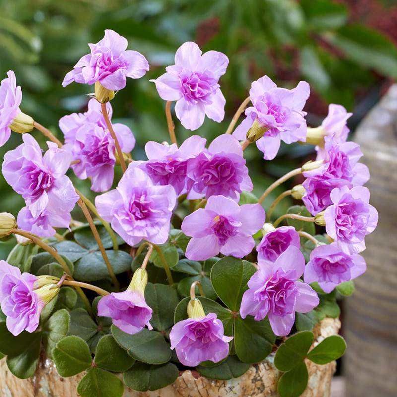 Bulbi Oxalis Pom Pom (Trifoi cu Flori Duble) - 5 buc