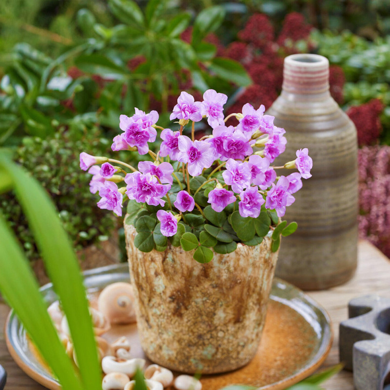 Bulbi Oxalis Pom Pom (Trifoi cu Flori Duble) - 5 buc