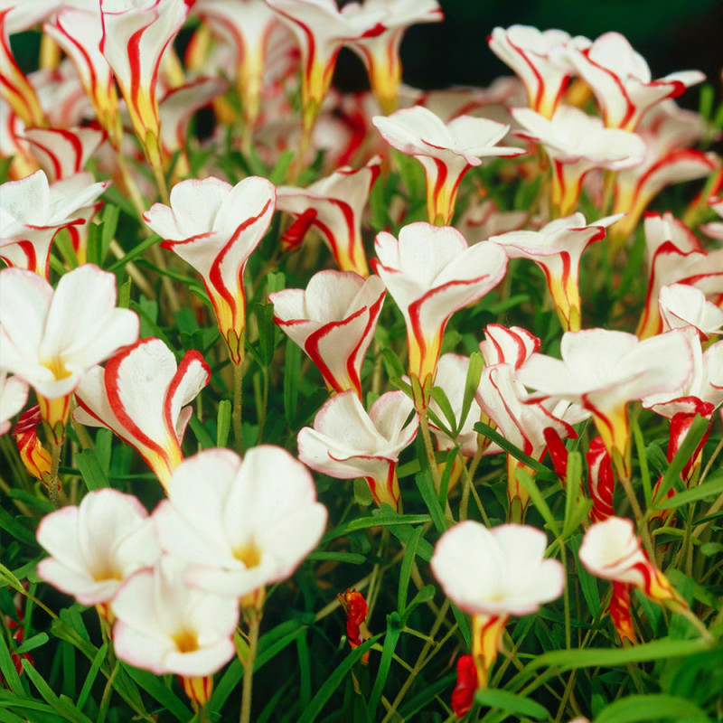 Bulbi Oxalis Candy Cane (Trifoiul Acadea) - 5 buc