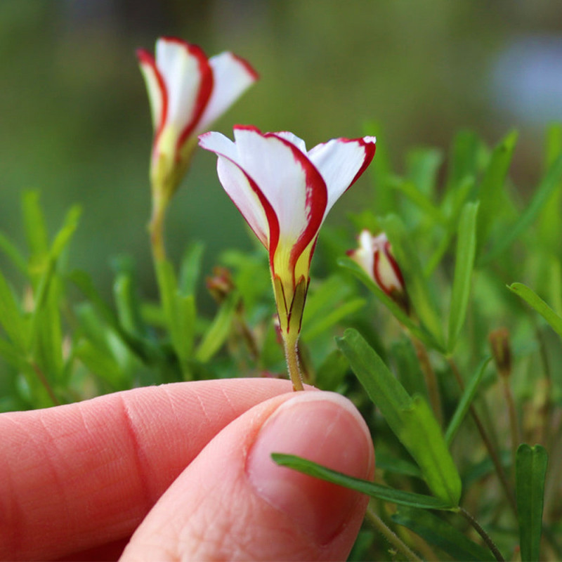 Bulbi Oxalis Candy Cane (Trifoiul Acadea) - 5 buc