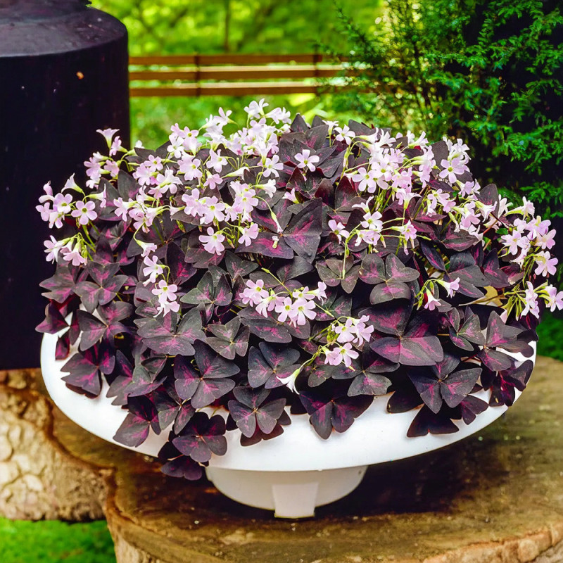 Oxalis Triangularis - Bulbi Trifoi Ornamental Mov