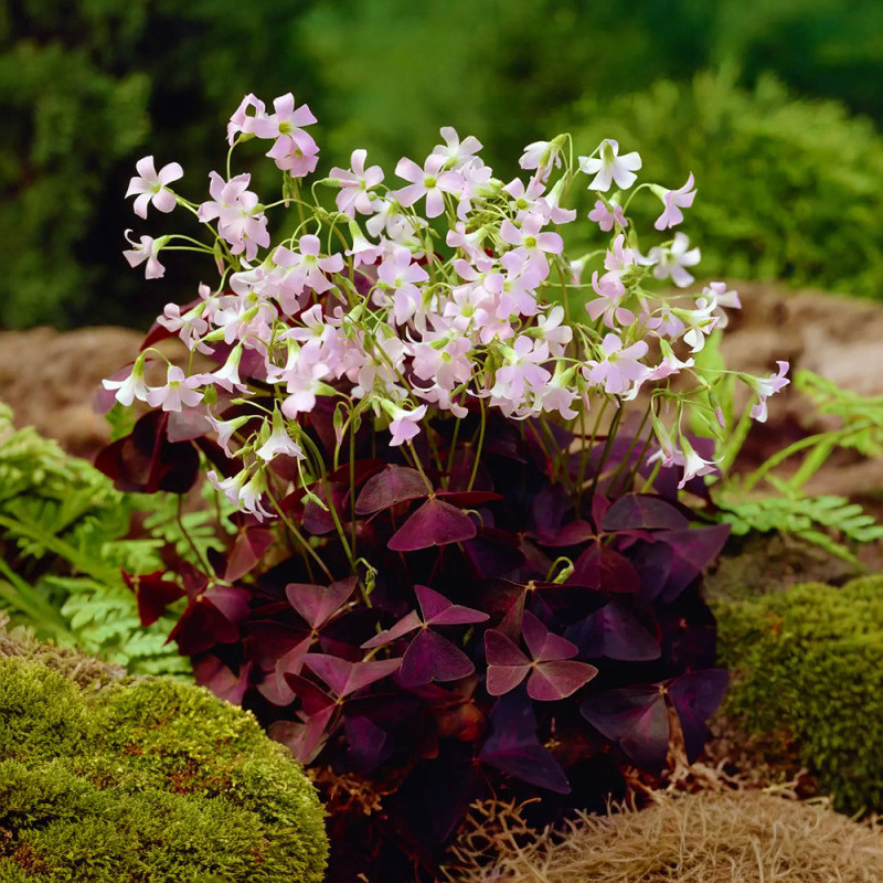 Oxalis Triangularis - Bulbi Trifoi Ornamental Mov