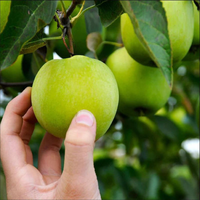Mar Verde Romanesc - Pom Fructifer Anul 3 - Bulbshop