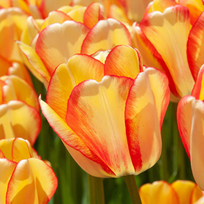 Bulbi Lalele Beauty of Spring 12+ (Darwin Hybrid Bicolore) | Bulbshop.ro