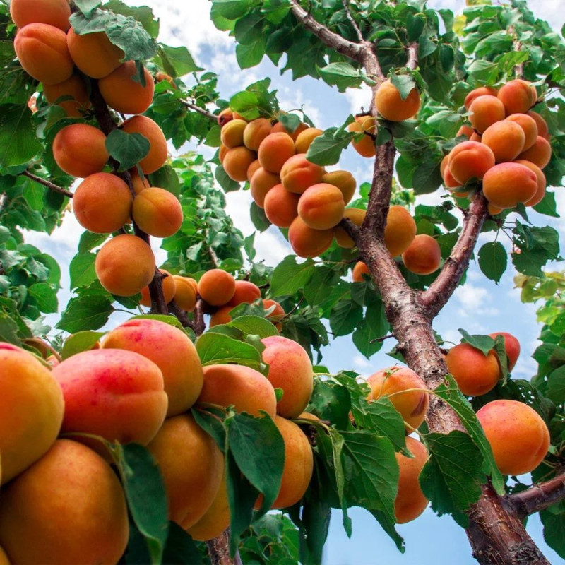 Cais "Wenatche" Pom Fructifer Anul 3 - Bulbshop