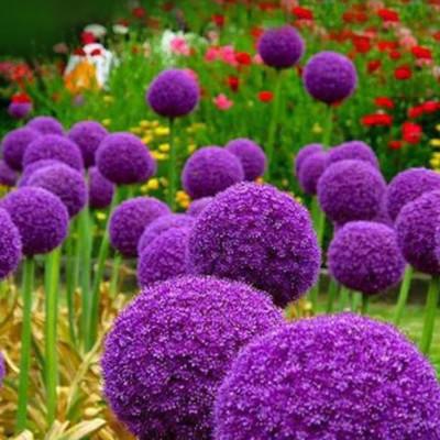 Alium | Bulbi de Ceapă Ornamentală Premium | Bulbshop.ro
